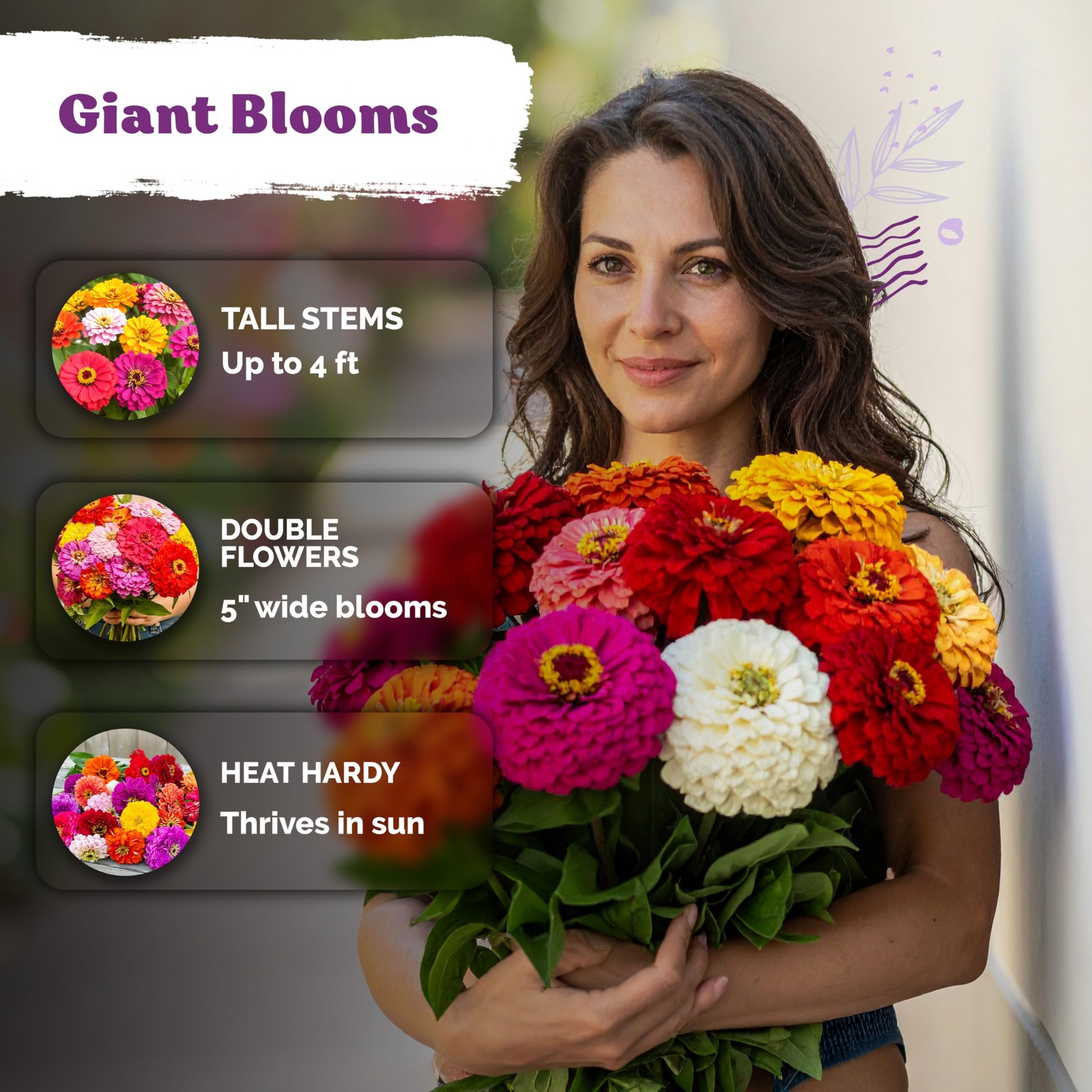 KVITER 1,100 Mix California Giant Zinnia Seeds (Zinnia Elegans), 2 Pack