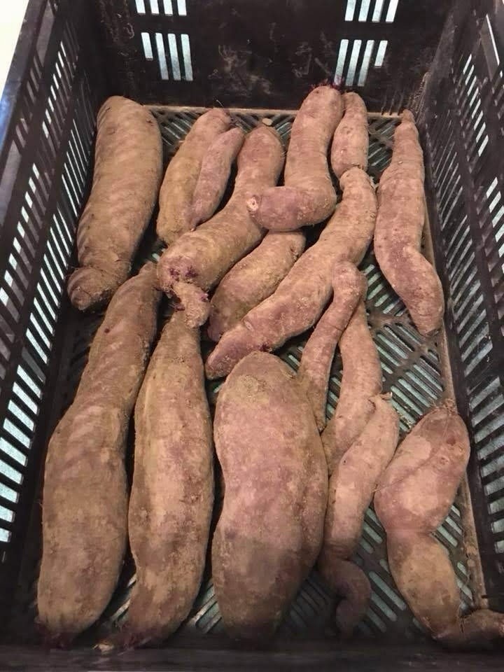 12 Sweet Potato Slips Plants – All Purple – Vining Type- Non GMO & Chemical Free
