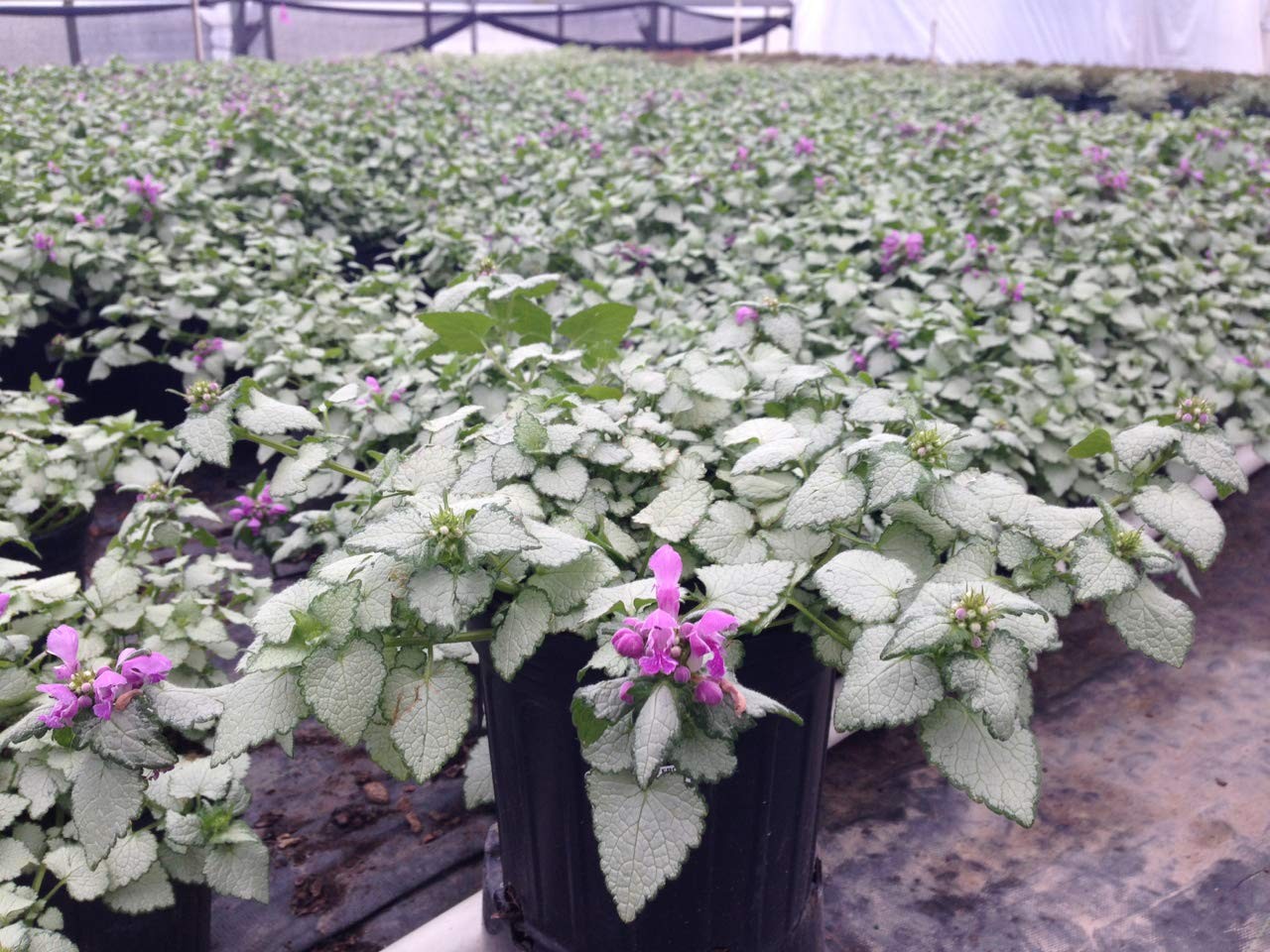 Green Promise Farms Lamium Orchid Frost Deadnettle Perennial Purple Flowers 1 –