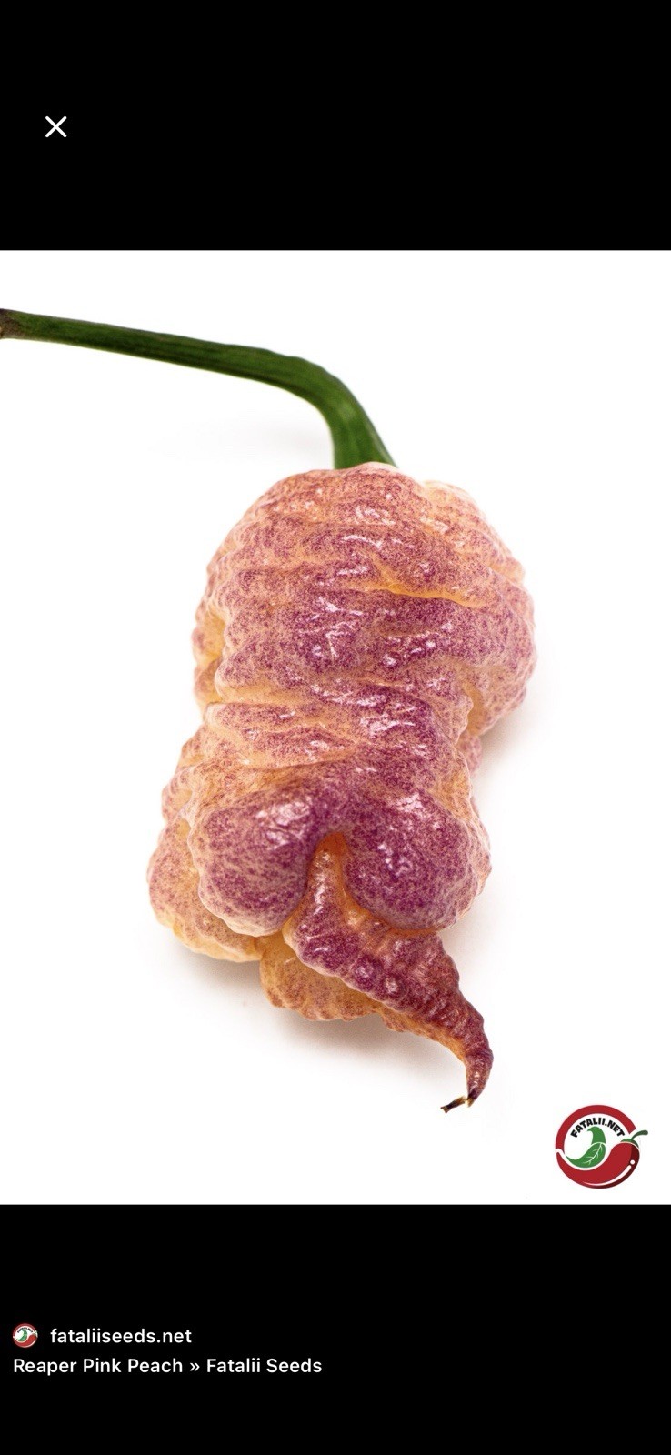 Rare!! 5 Pink Reaper Pepper Plants!! Hot and Healthy!! Ready To Ship!!