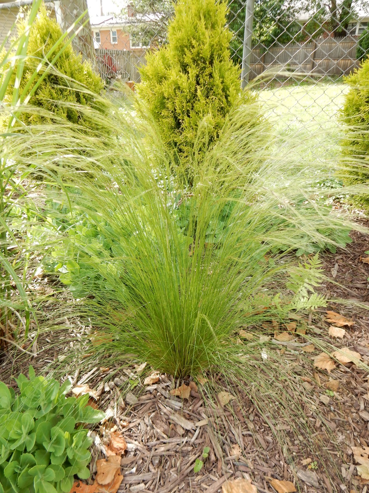 MEXICAN FEATHER Grass Plant – 1 Clump