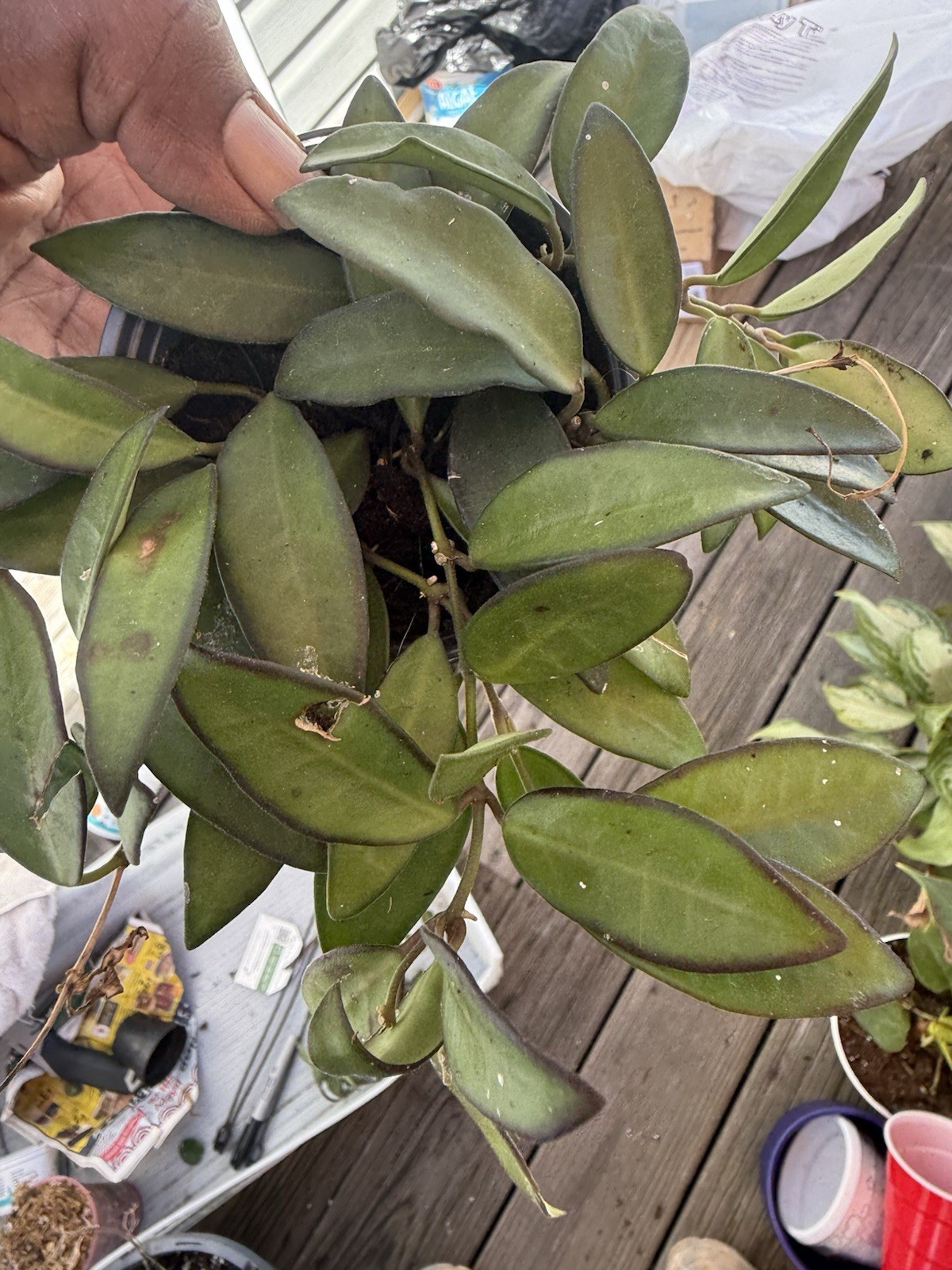 Hoya Rosita, 4 inch, Rare Hybrid of Hoya wayetii x tsangii