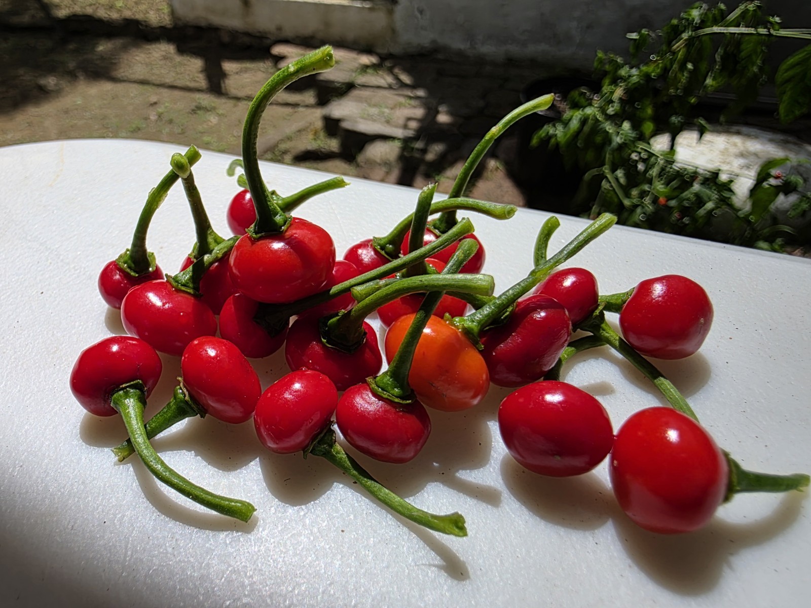 50 Seeds Combo Ají Dulce Grande + Ají Sabrosito, Puerto Rico, Sweet Pepper
