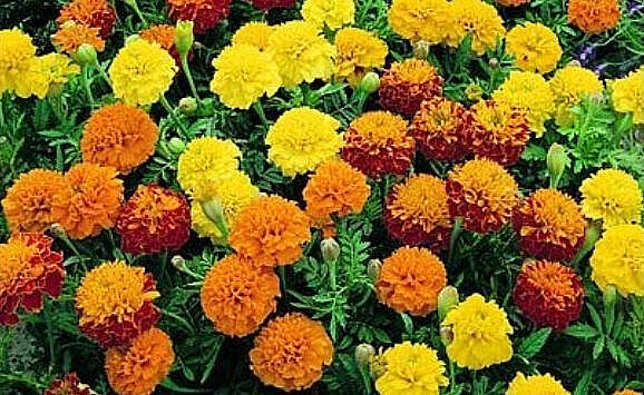 300+ FRENCH SPARKY Dwarf Marigold Mix~Orange, Yellow, Red Non-GMO Heirloom Seeds