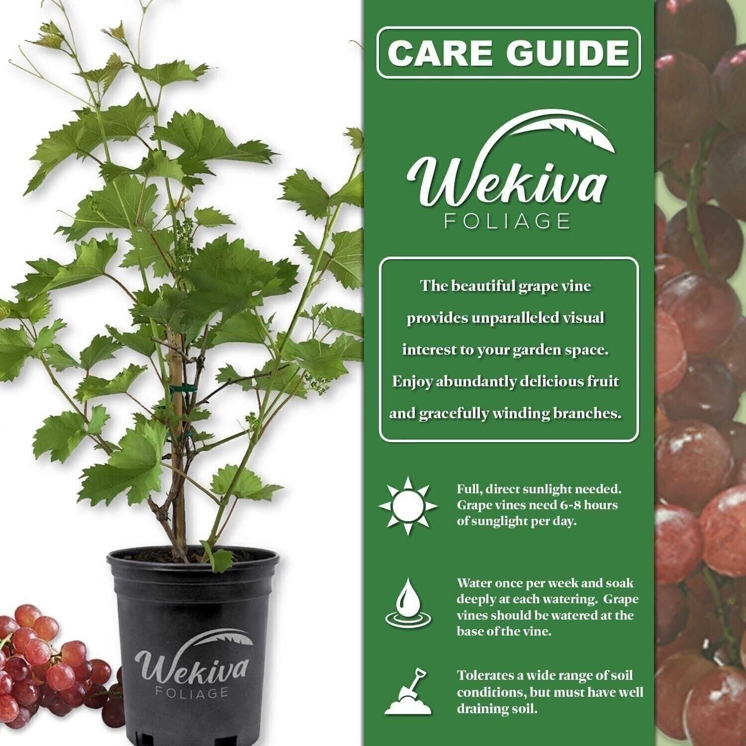 Grape Vine Plant – Live Plant in a 1 Gallon Pot – Variety is Grower’s Choice…