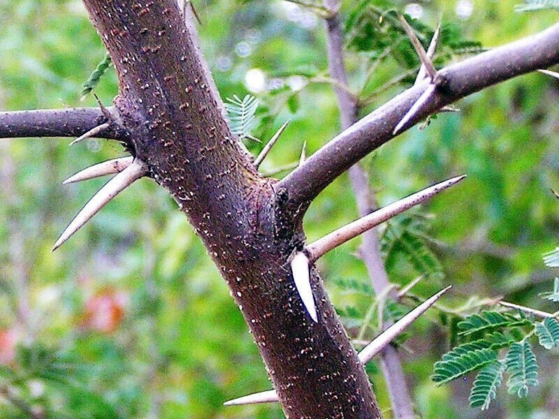 10 SWEET ACACIA Mimosa Tree Seeds (Acacia farnesiana) Wattle Flower Fast Growing