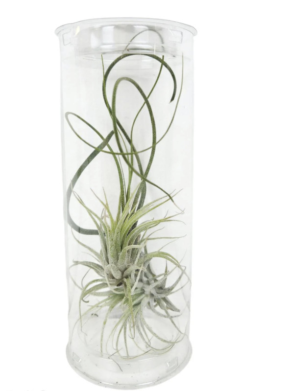 Shelf-Ready Assorted Tillandsia Air Plant – 3 Pack (2–6 Inches)
