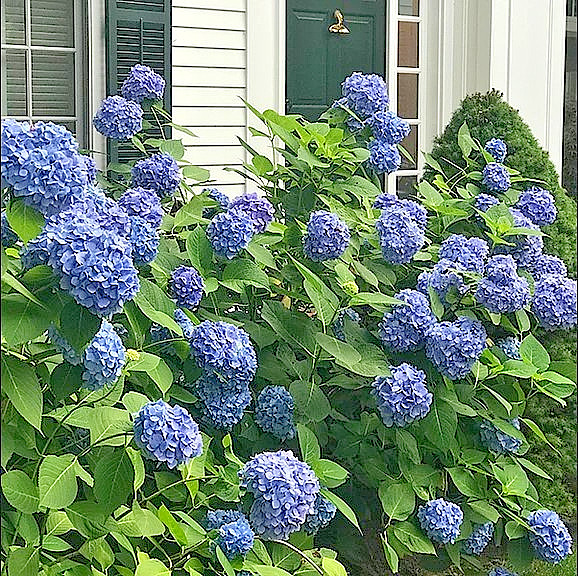 Nikko Blue Hydrangea Live Plant – 6-12″ Tall – 1qt Pot – Dwarf – Zones 5-9