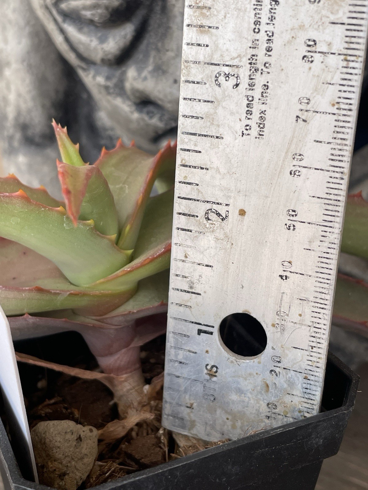 Aloe VANBALENII — rare OCTOPUS aloe seedling — SUPER NICE!!