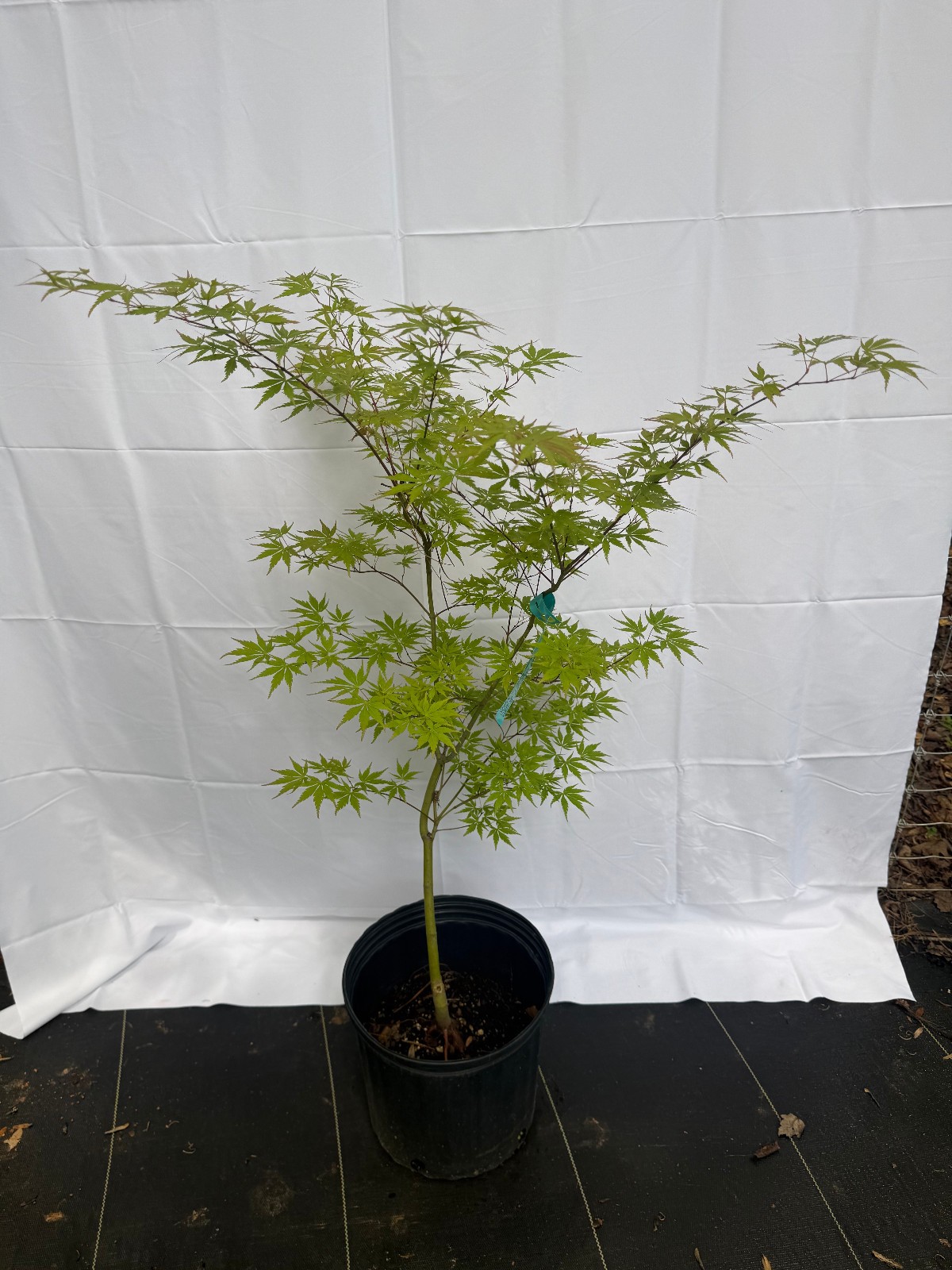 Acer palmatum Orange Flame Japanese Maple #3 gallon XL