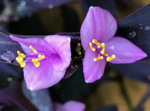 Wandering Jew (Tradescantia pallida) Live Plant With Roots
