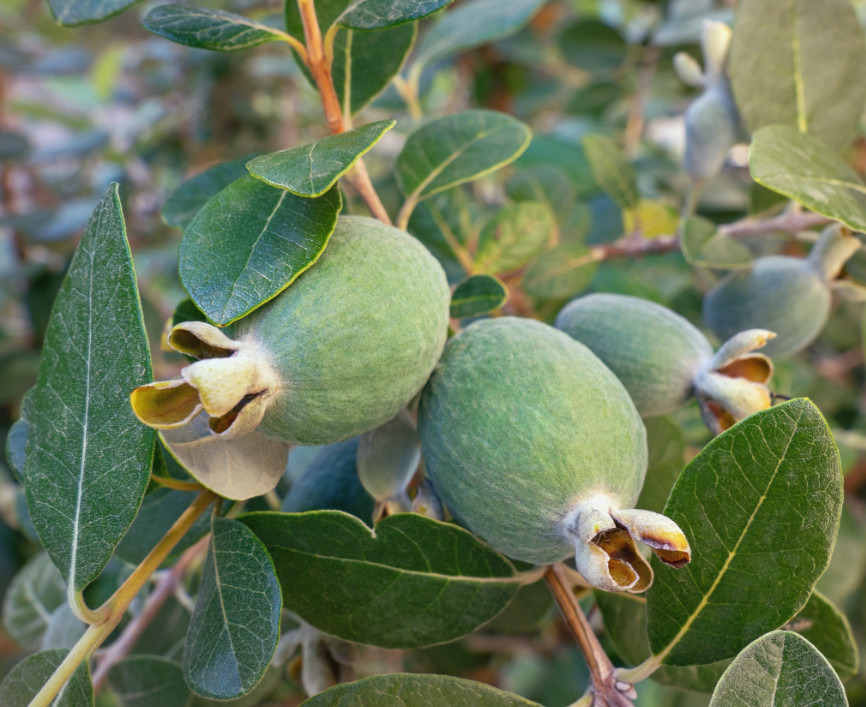 Pineapple Guava Tree – 15-24″ Tall – Acca sellowiana – Evergreen Fruit Shrub