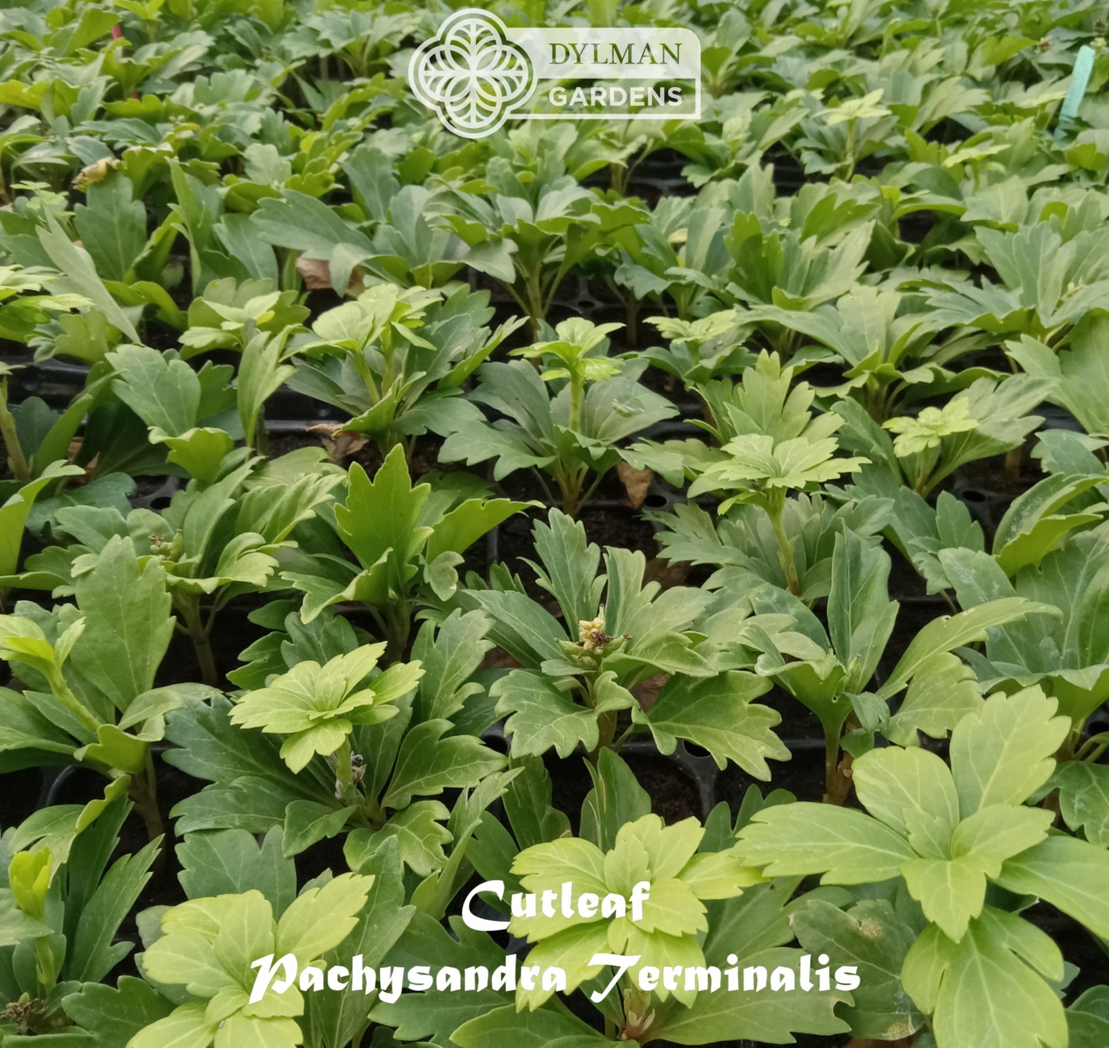 Cutleaf Japanese Spurge (Pachysandra terminalis ‘Cutleaf’) – Multiple Sizes