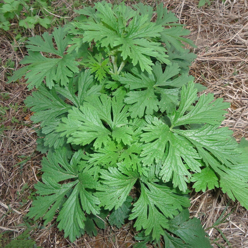 Mugwort Seeds (Artemsia-Vulgaris) | Non-GMO | Herbs | Fresh Garden Seeds
