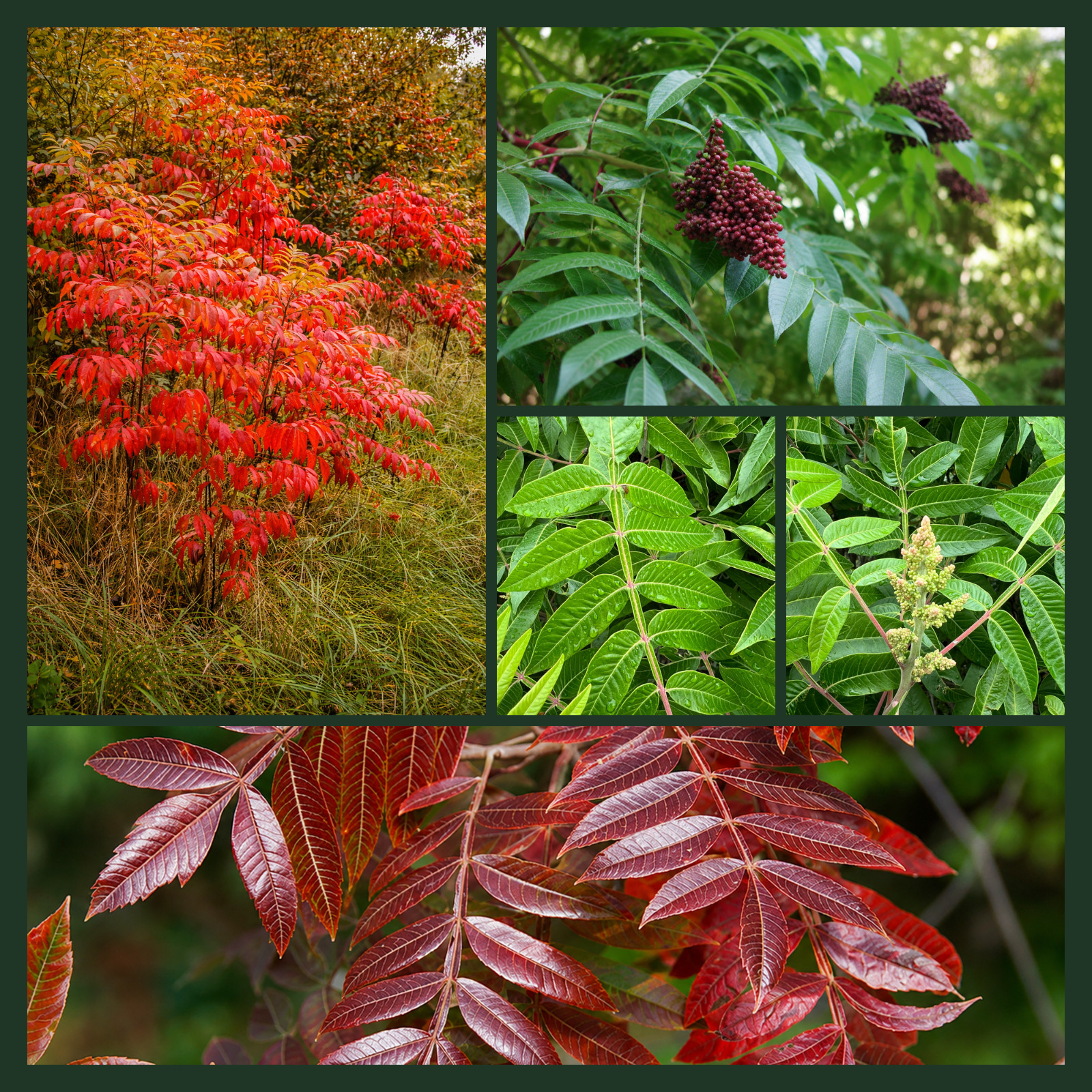 200 Winged Sumac Seeds (Rhus copallinum) Flameleaf/Shining Sumac – Zones 4-9 USA