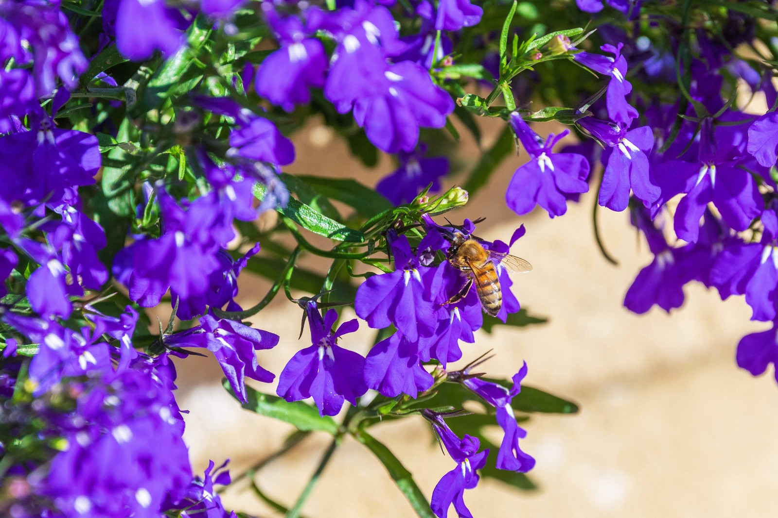 200 MRS CLIBRAN LOBELIA Erinus Lavender Purple & White Flower Seeds *Comb S/H