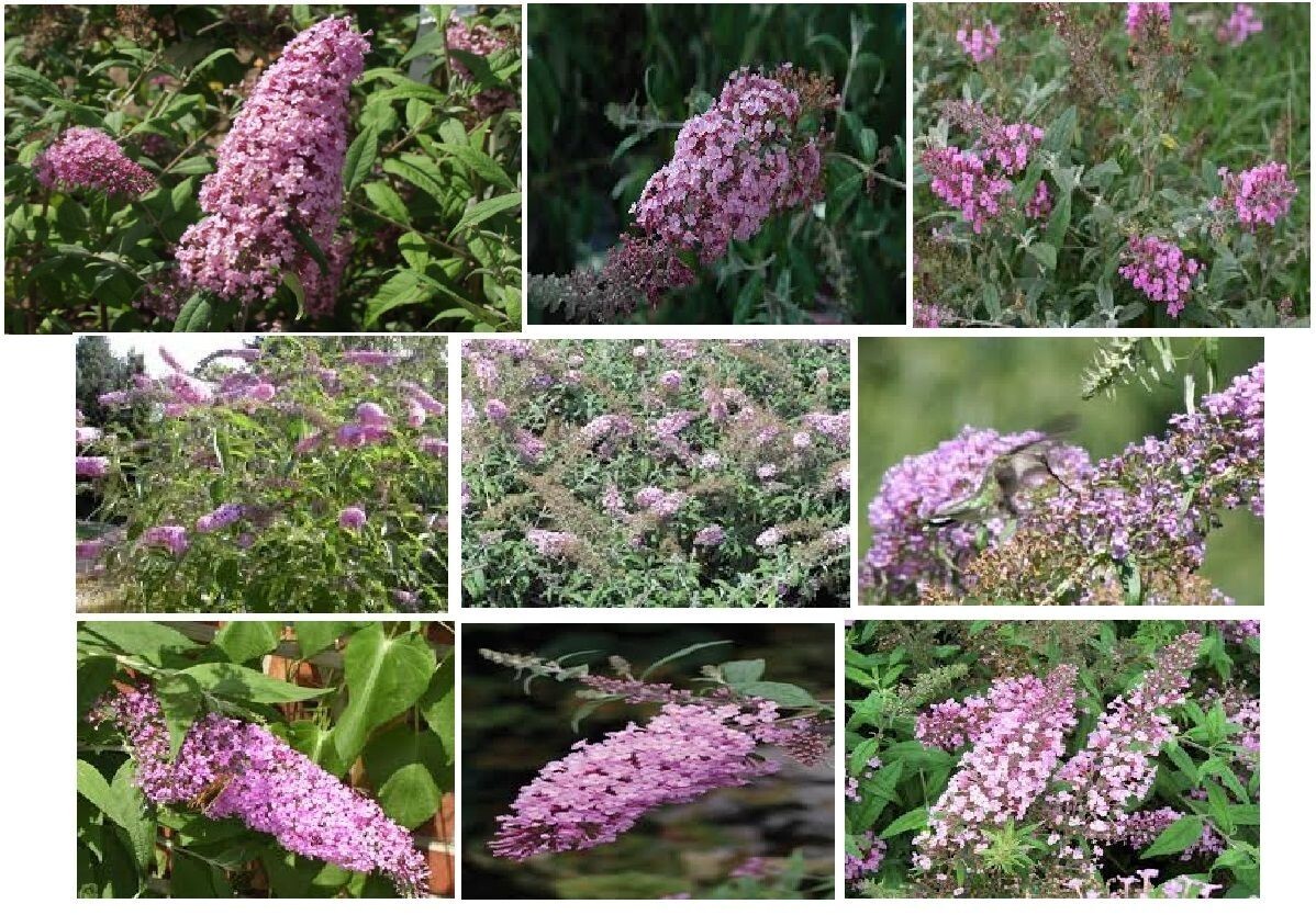 500 + Seeds of PINK Delight Butterfly Budhelia Bush True Perennial USA Seller
