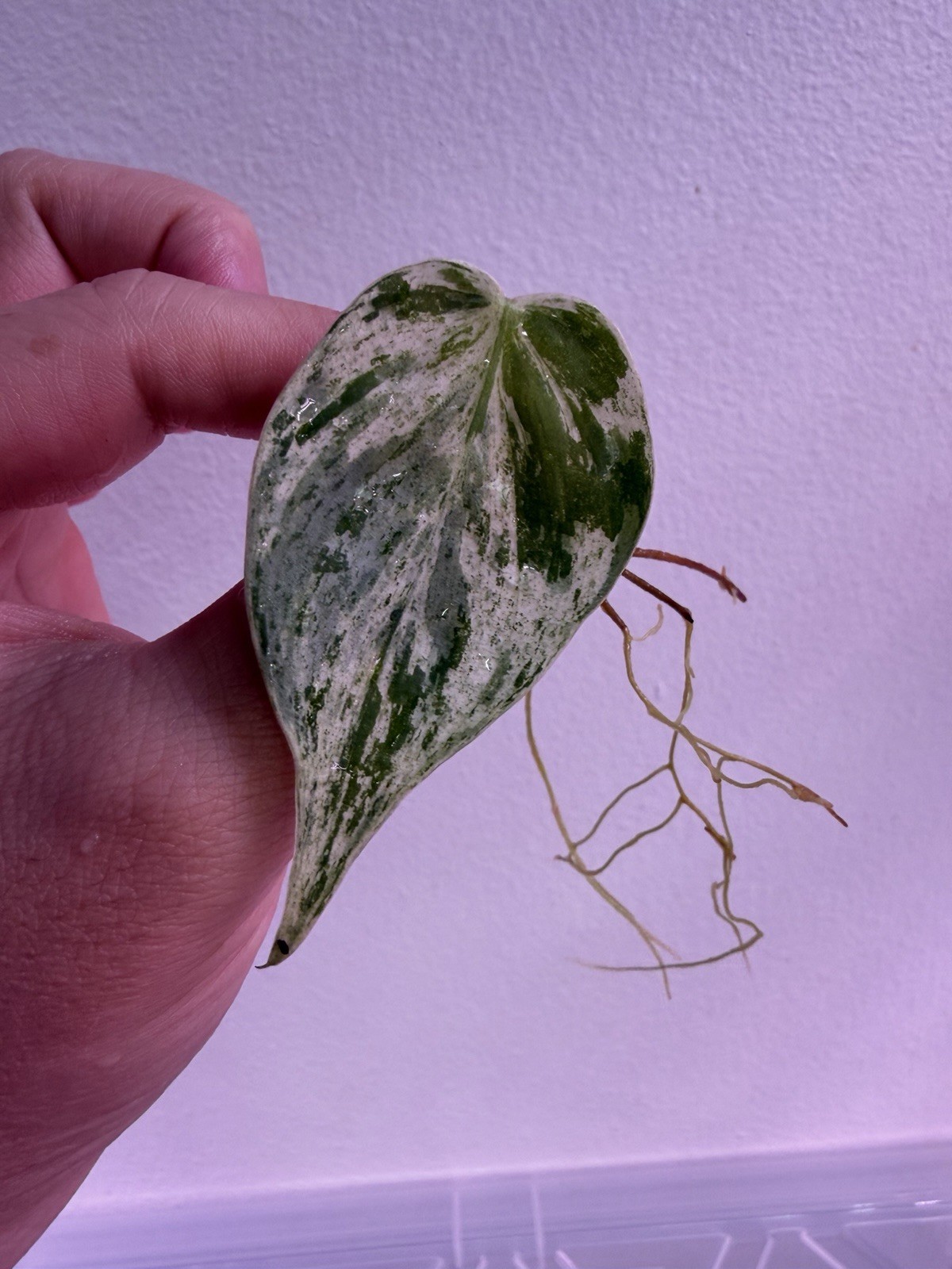 Variegated Heart Leaf Philodendron Rooted Cutting High Variegation