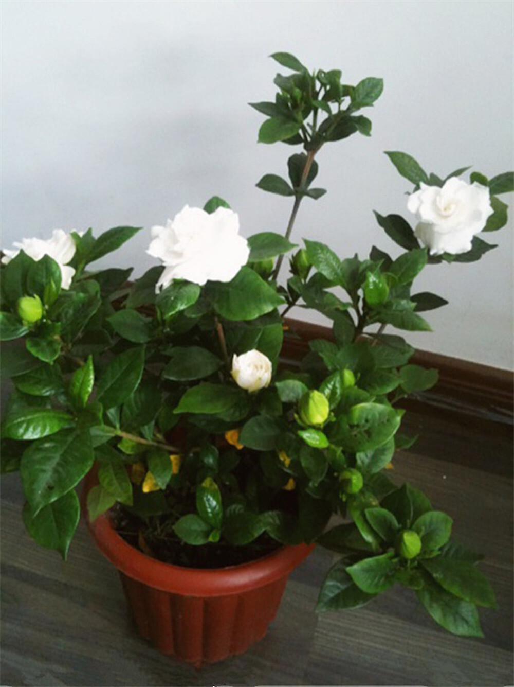 25pc GARDENIA SEEDS Garden Plant Flower rare exotic USA seller FREE shipping
