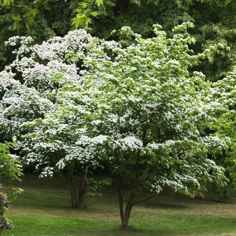 White Dogwood Trees Live Plant 6-12 Inch in 4″ Pot, White Flowering Shrubs