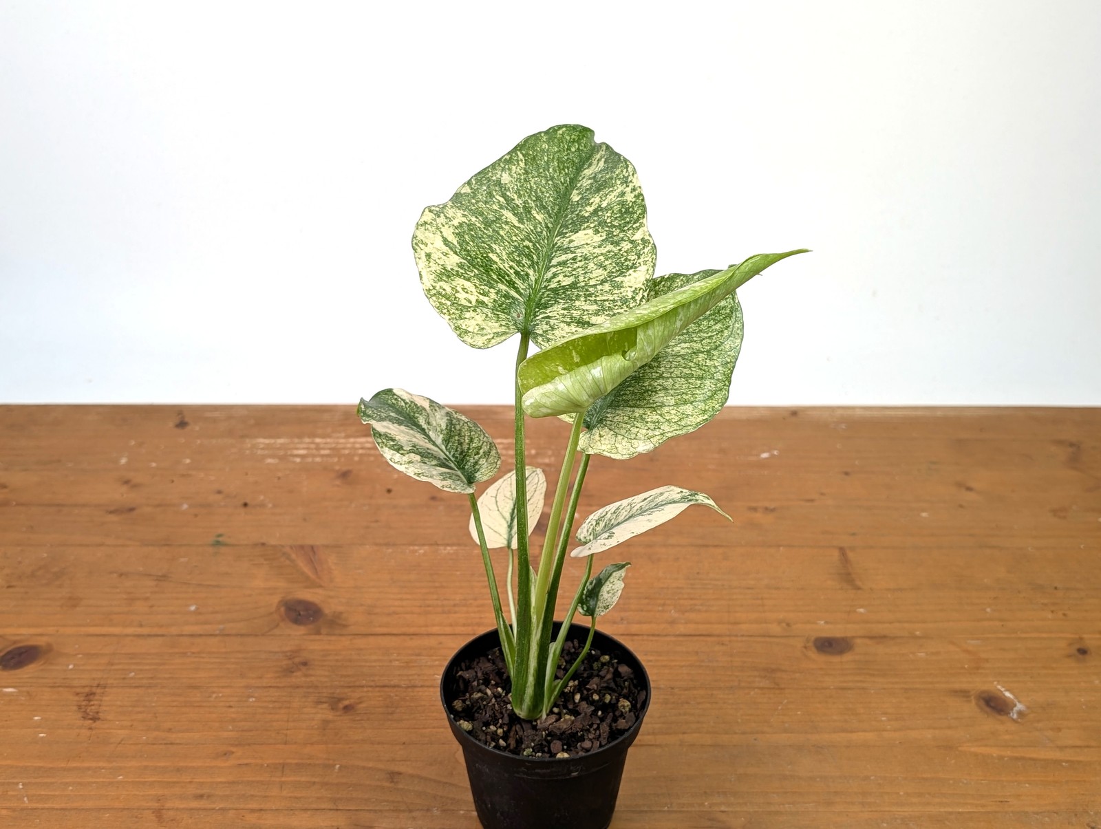Monstera Mint