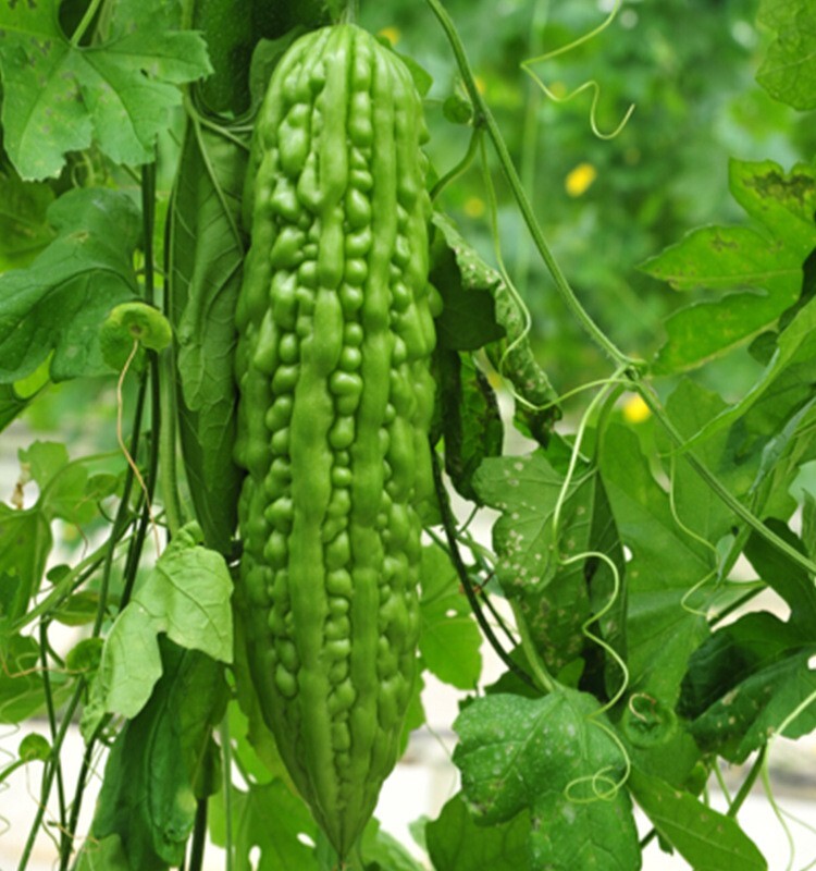 10+Green Skin Long Bitter Gourd seeds Bitter melon Seeds Ku Gua Asian Vegies USA