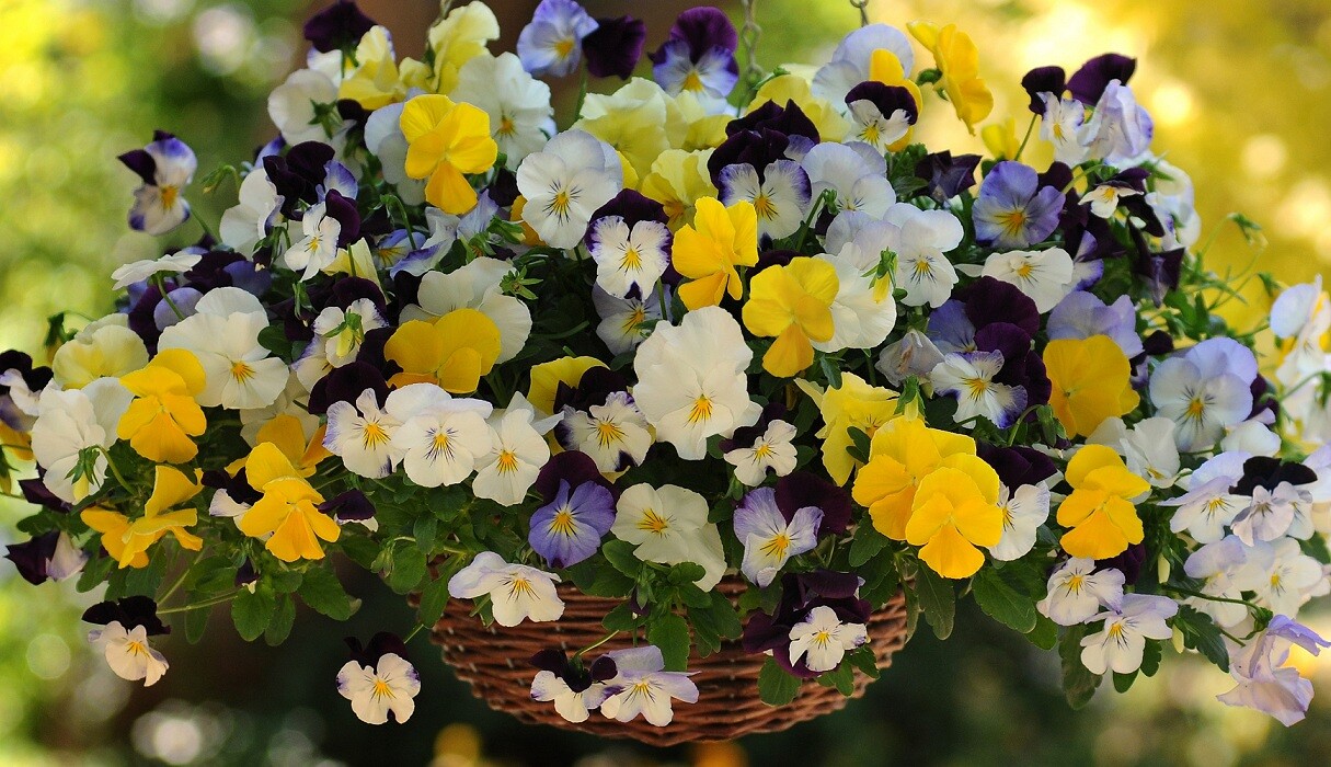 15 Pansy Seeds Cool Wave Mix Trailing Pansy (HANGING PANSY)