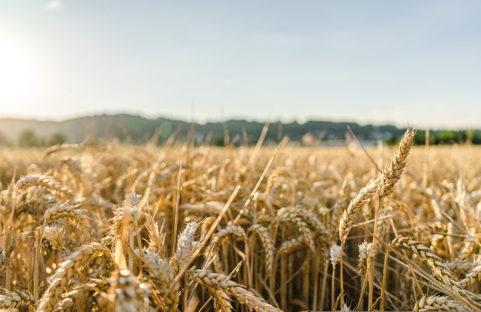 100 Hard White Wheat Seeds! Organic Wheat-All Natural Non GMO