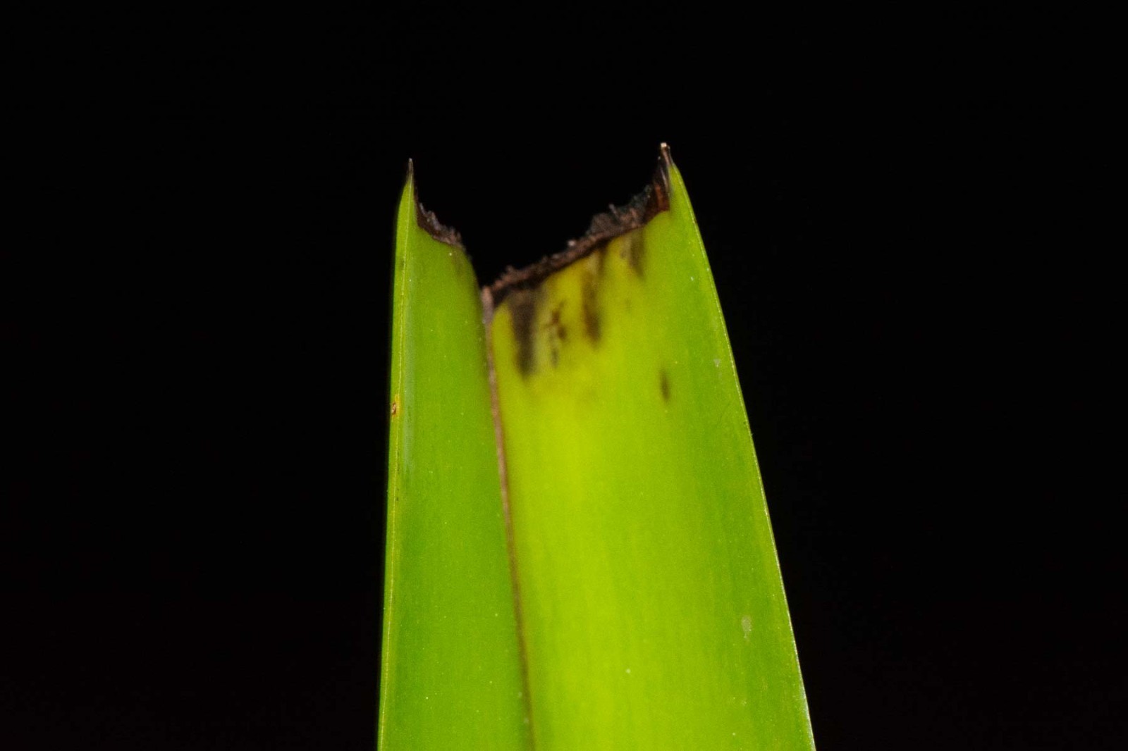 Cattleya dowiana var. aurea #5, in sheath