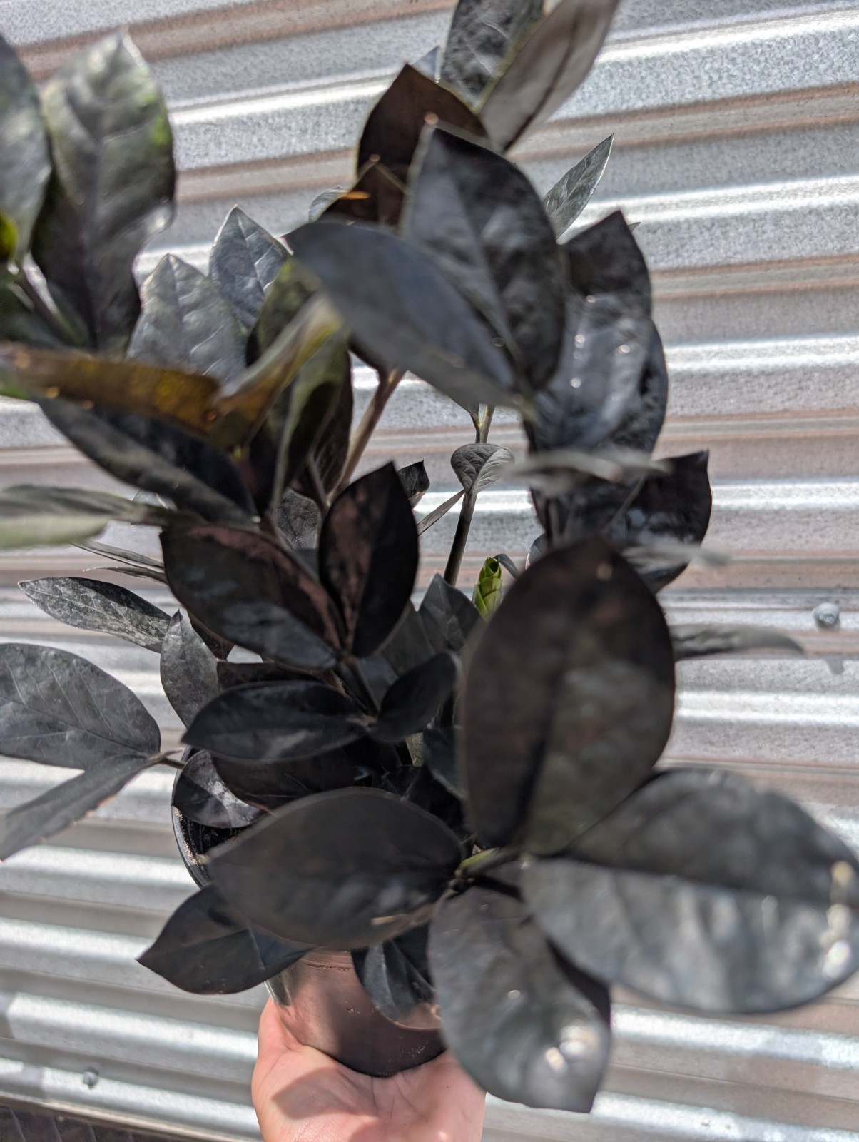 Large Black Raven ZZ Plant Zamiifolia Zamioculcas Plant 6″ Pot Plants Rare