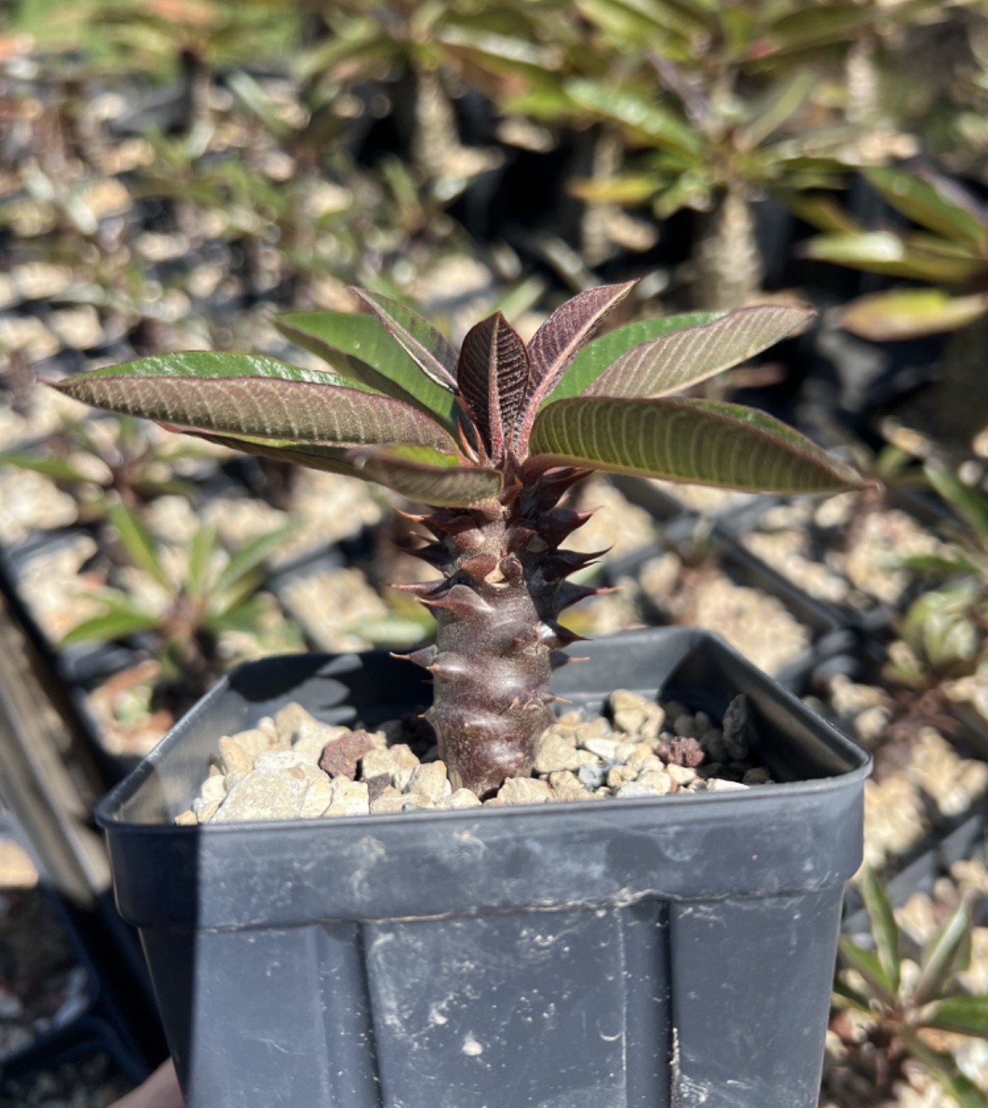 Pachypodium baronii RARE Madagascan caudiciform seedling