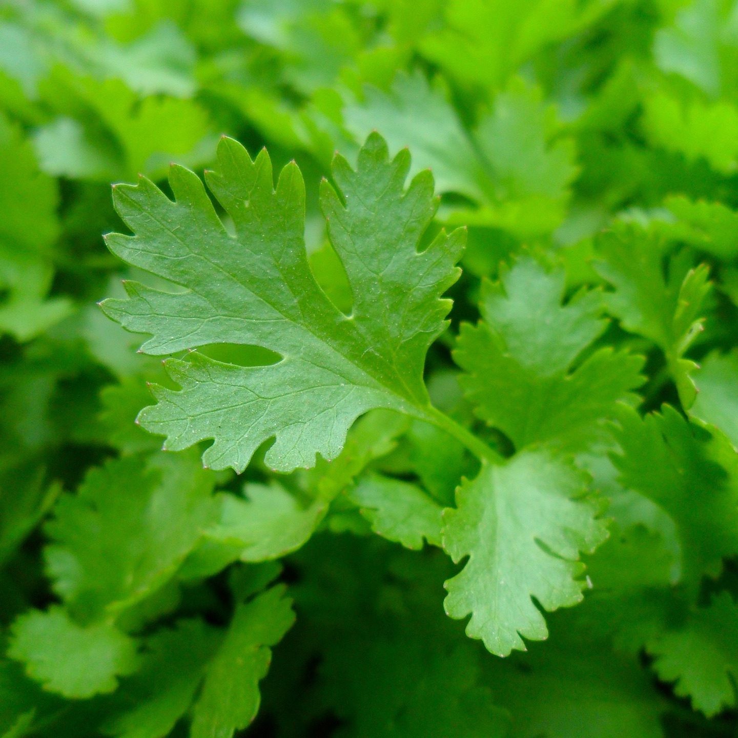 Italian Parsley 500 Seeds, NON-GMO Free Shipping!