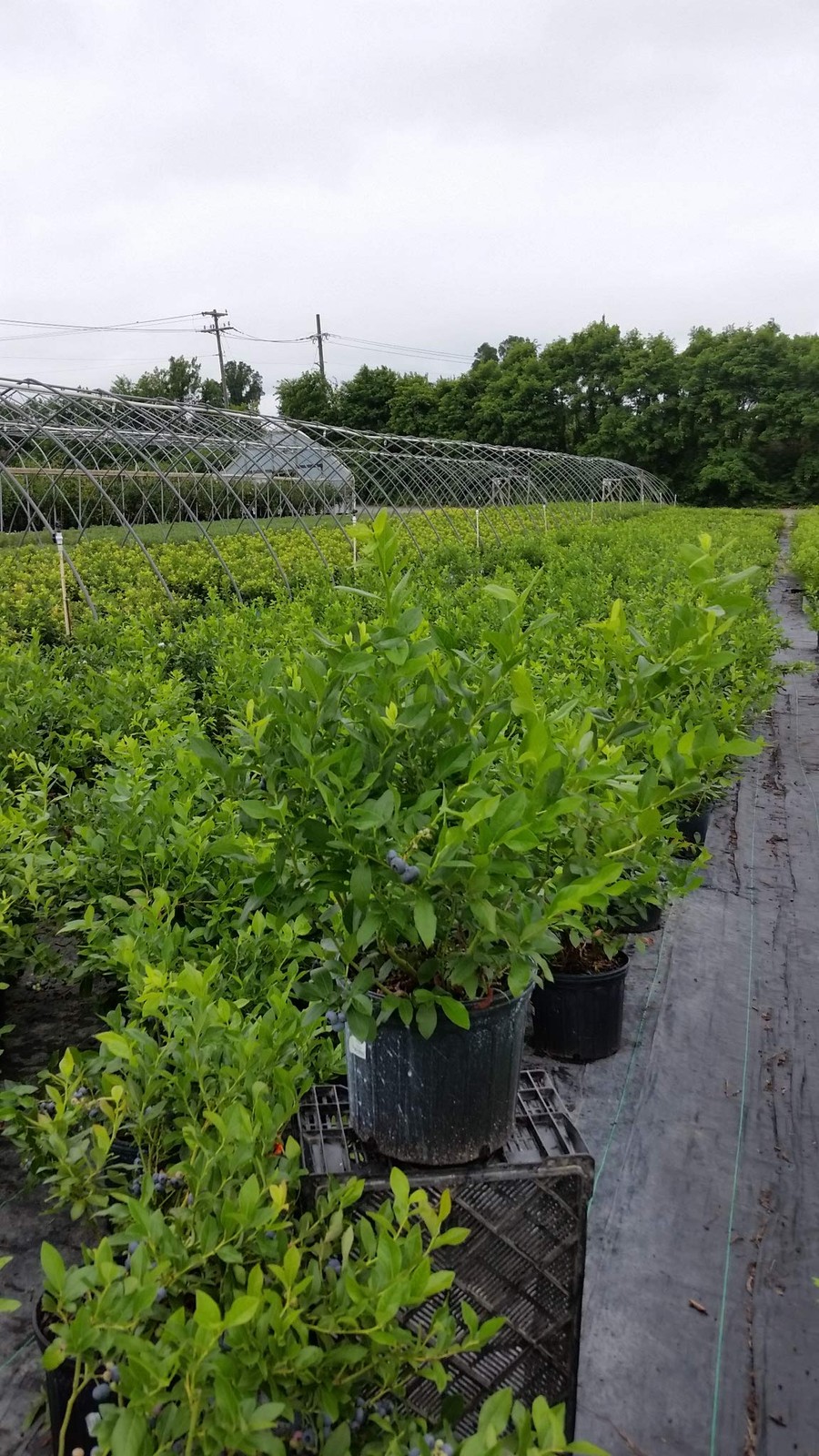 Green Promise Farms Vaccinium Corymbosum Patriot Highbush Blueberry