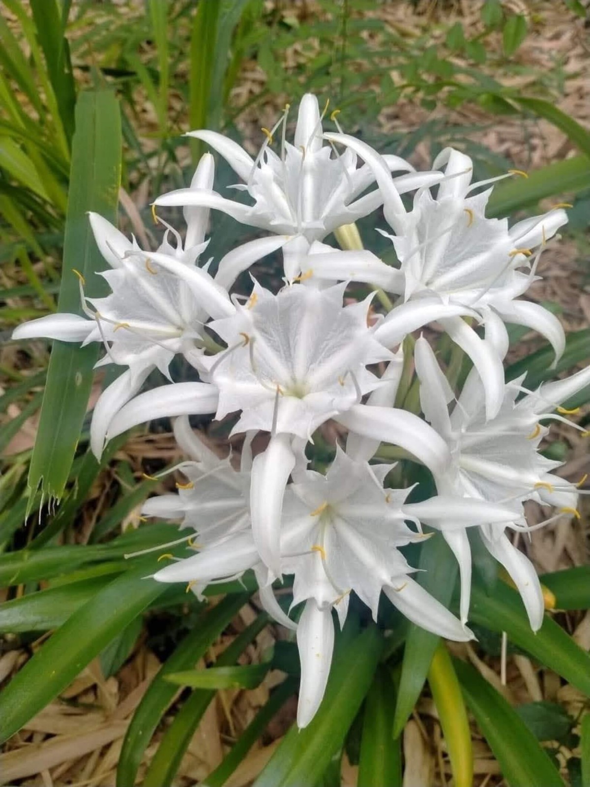 2 Bulbs ~ Pancratium zeylanicum ~ Tropical white Asian Spider Lily