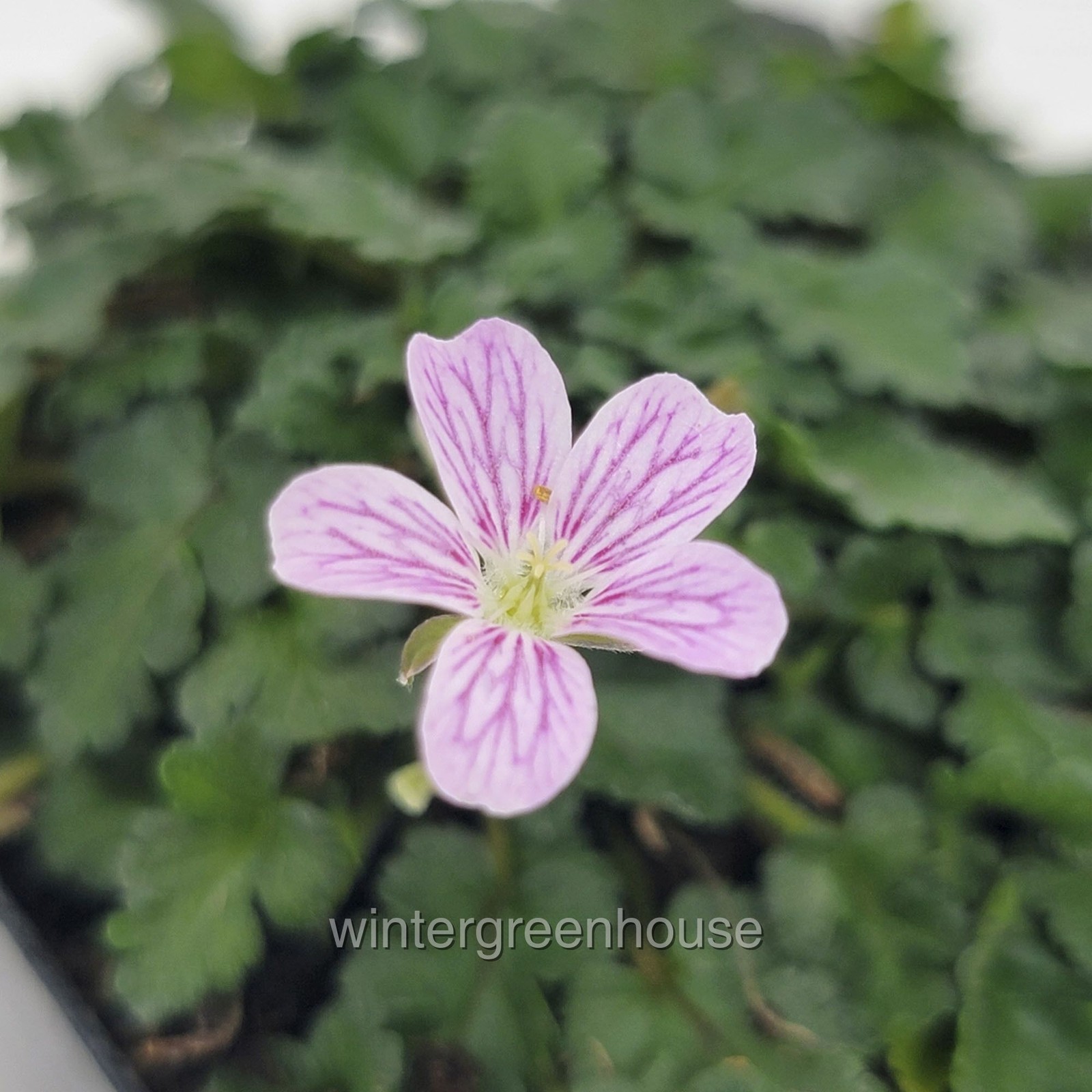 Erodium x variabile ‘Flore Pleno’, Heron’s Bill, Container Size: 3″ (2.6×3.5″)