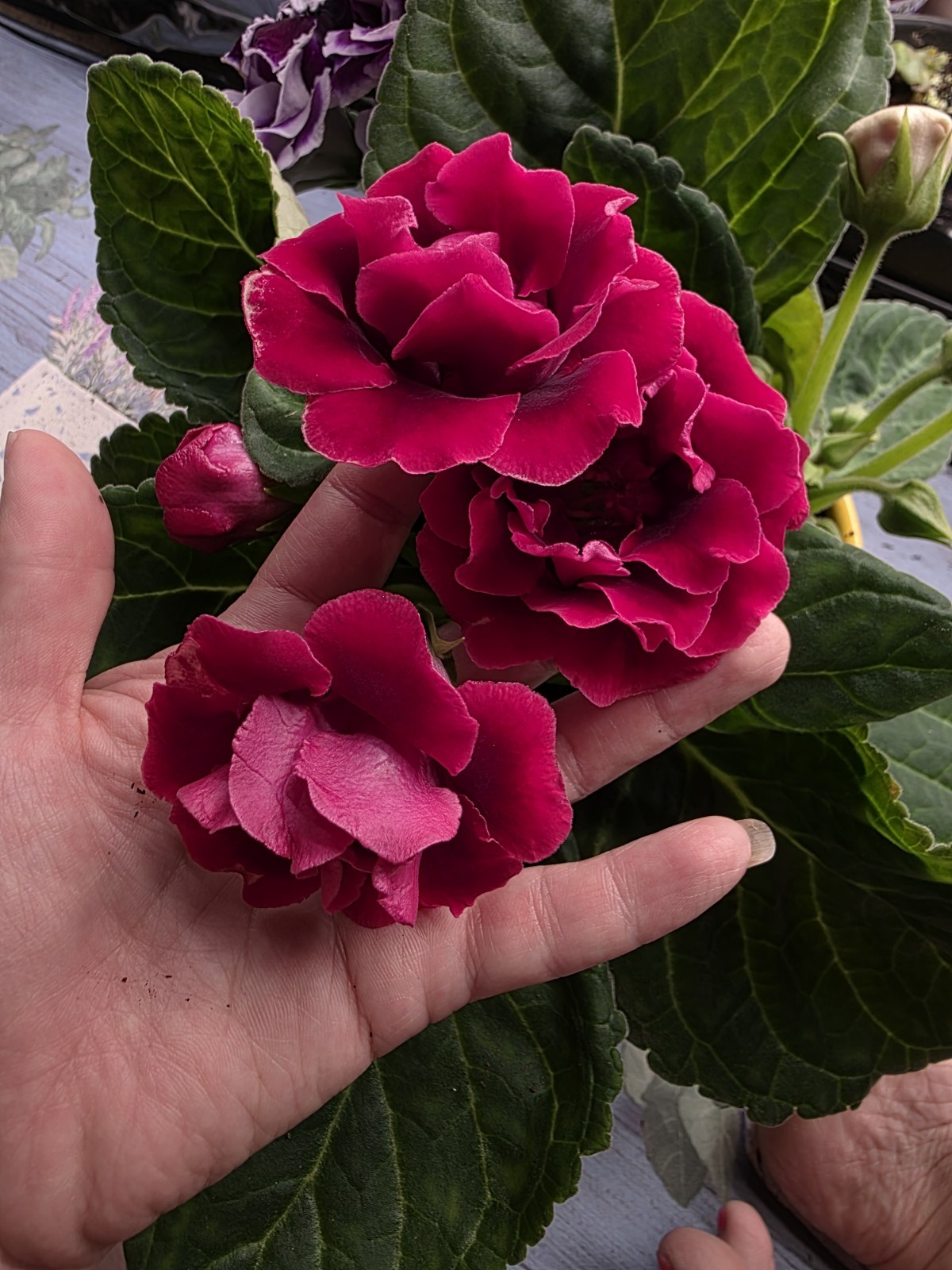 Gloxinia Leaf Cutting . $12