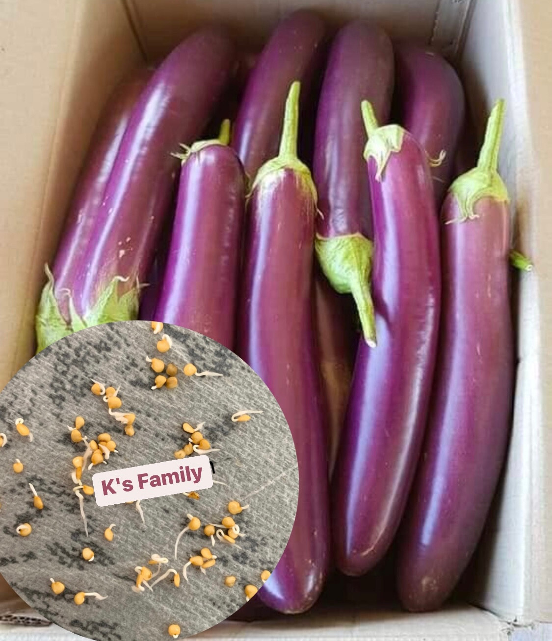 LONG PURPLE EGGPLANT SEEDS, HẠT CÀ TÍM DÀI, 紫茄子, 보라색 가지 | Non-GMO |