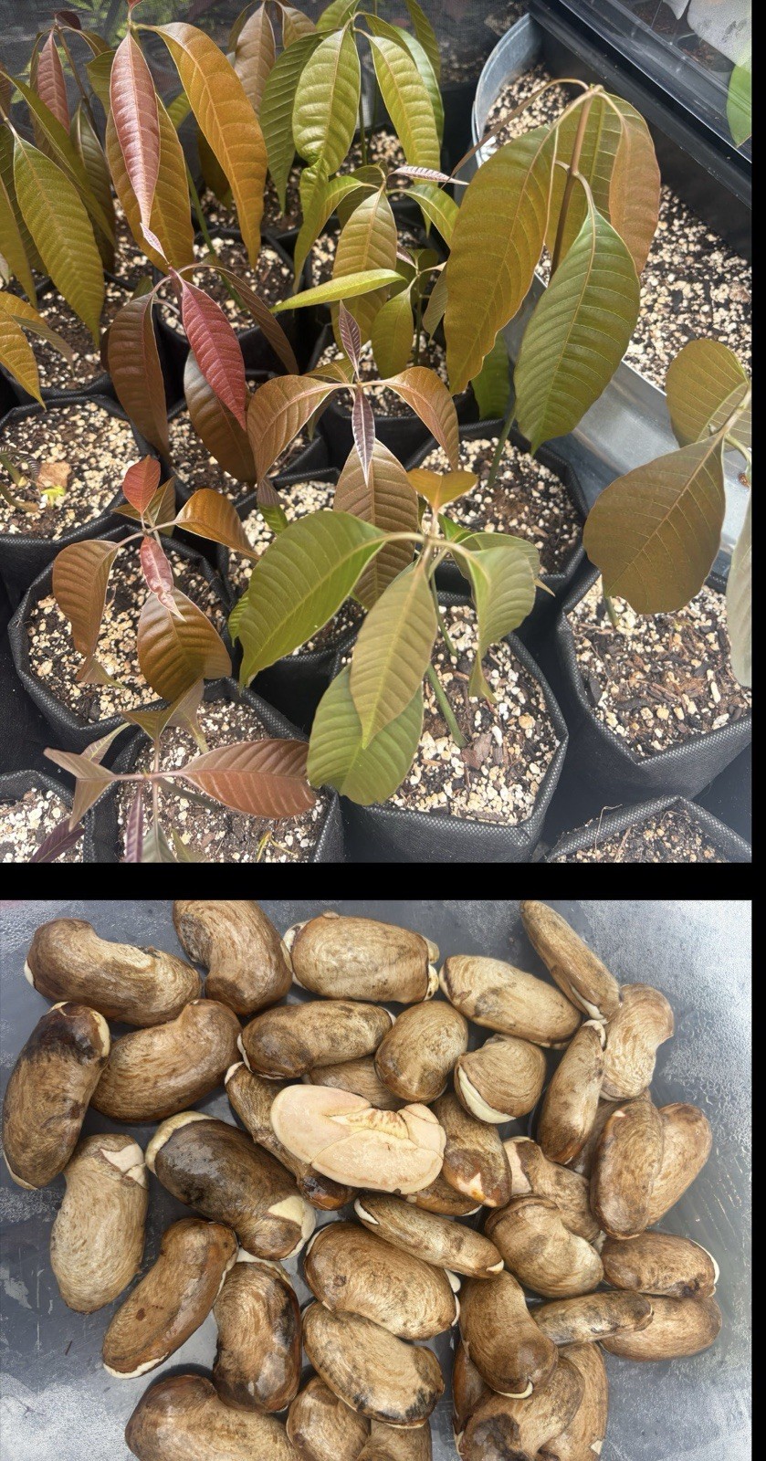 2 Yrs To Fruit Mango Tree Clone Polyembryonic 25 Seeds NO GRAFTED NEEDED