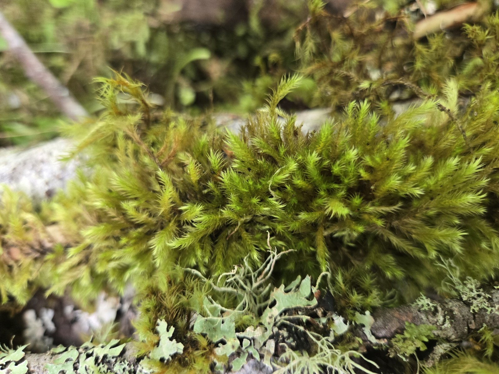 Live Moss & Lichen Sticks,Bark Pieces,Twigs~Fairy Garden,Terrarium,Isopods