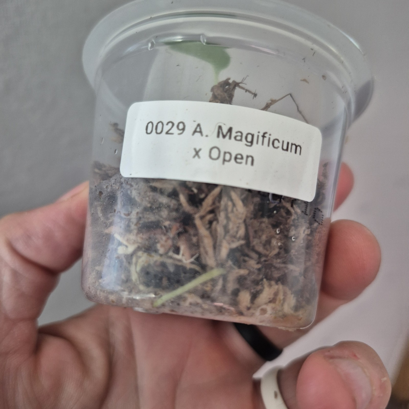 ANTHURIUM Magnificum X Open Seedling Rare