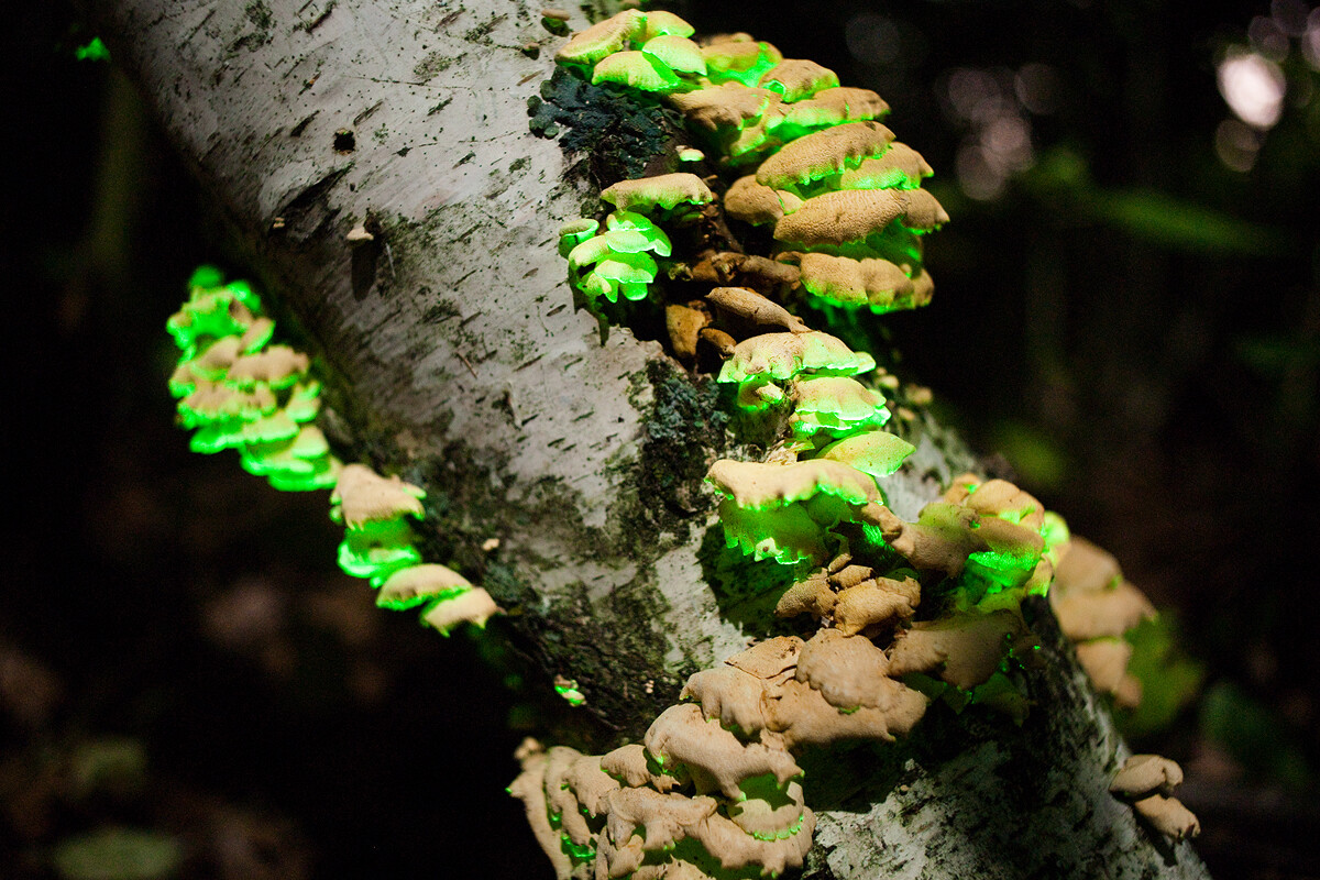 Glow in the dark mushroom Panellus stipticus bioluminescent habitat log (PRE-INO