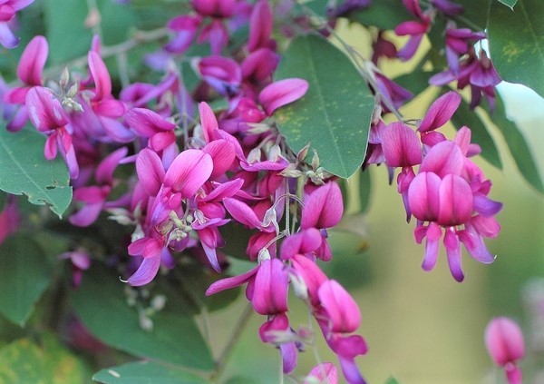 Lespedeza Bicolor 50 Seeds Hardy Bush Clover Shrub Garden Landscape Flowers