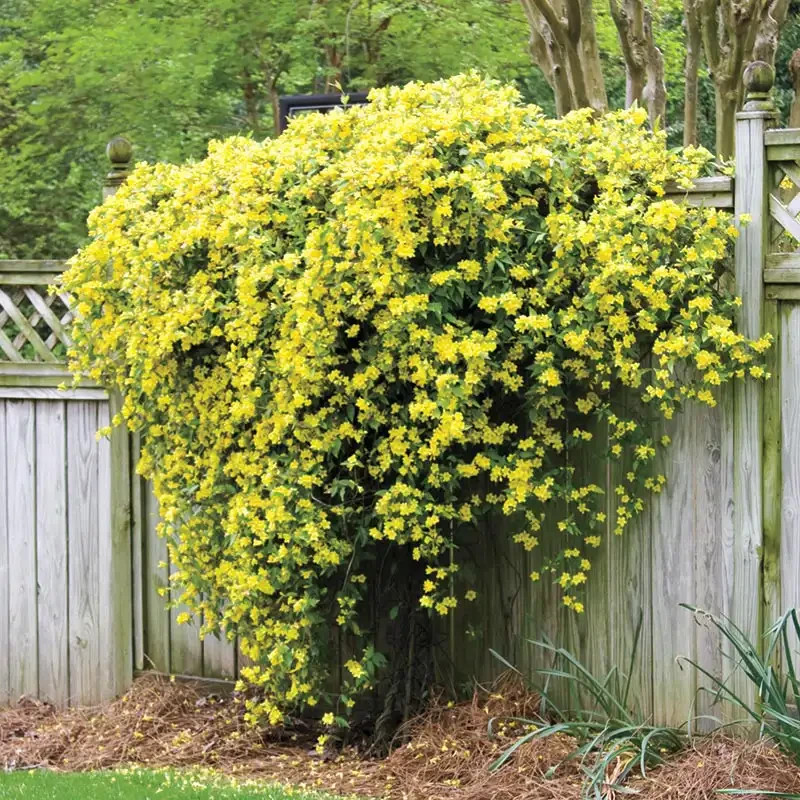 100 Star Jasmine Seeds Climbing Vine Fragrant Flower Cold Hardy Garden Planting