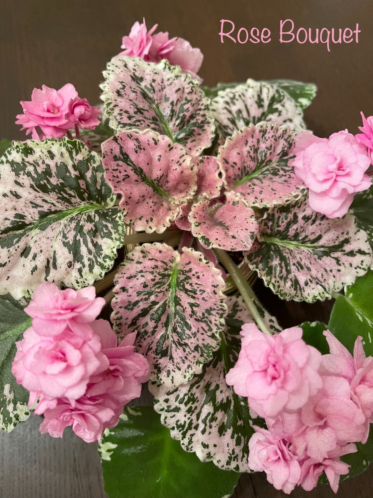 Assorted LEAVES of African Violet Mini/Semi/Standard/Trailers