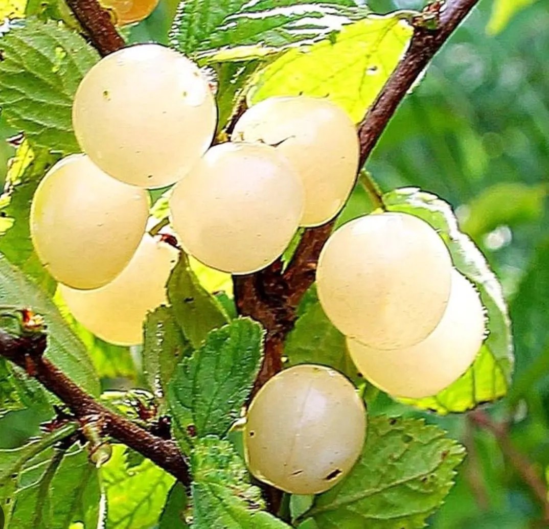 Pair/2 Nanking White Sweet Cherry Starter Bushes/Plants Zones 2-7, 30-36″ Tall