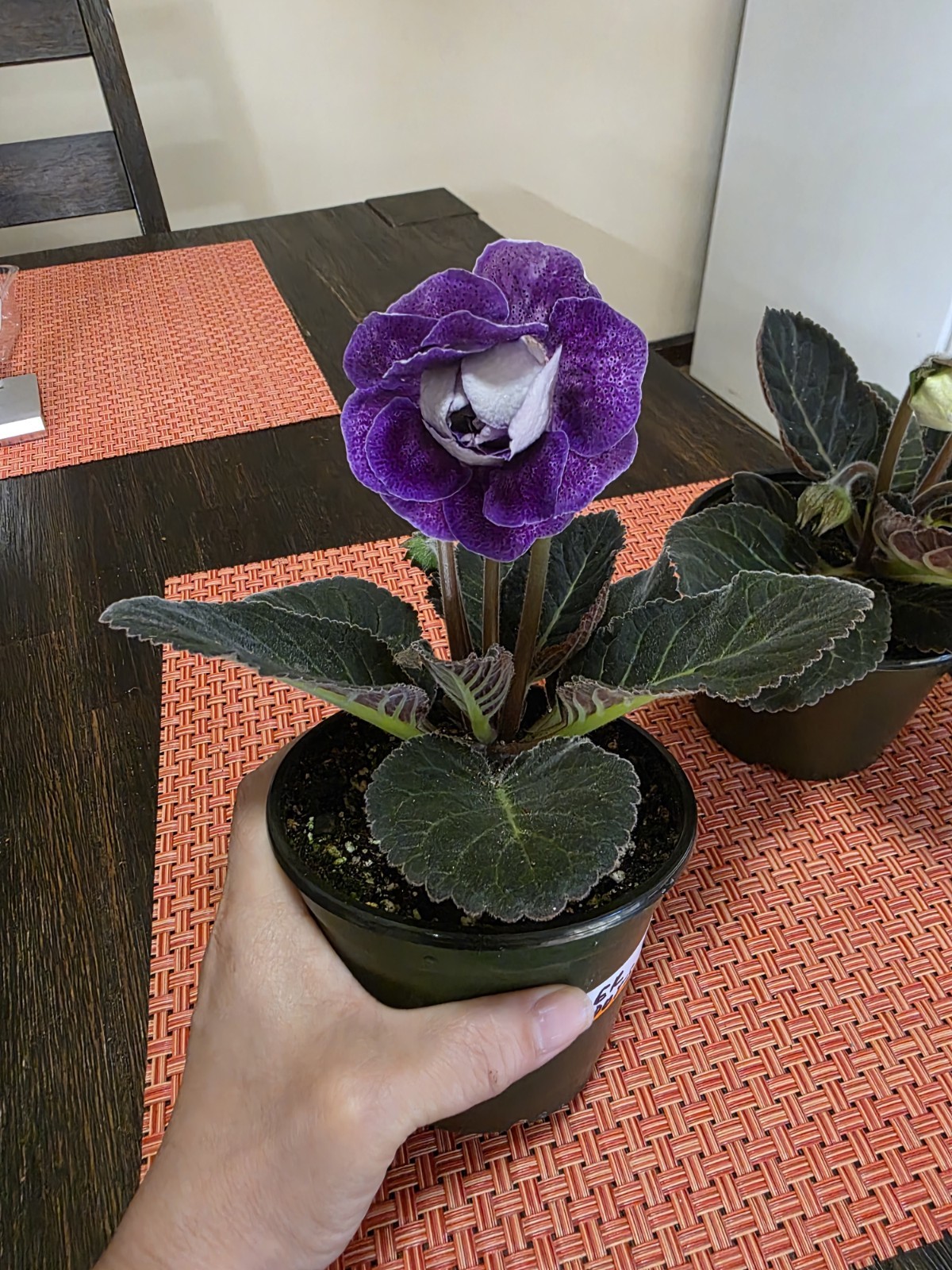 Gloxinia Leaf Cutting . $12