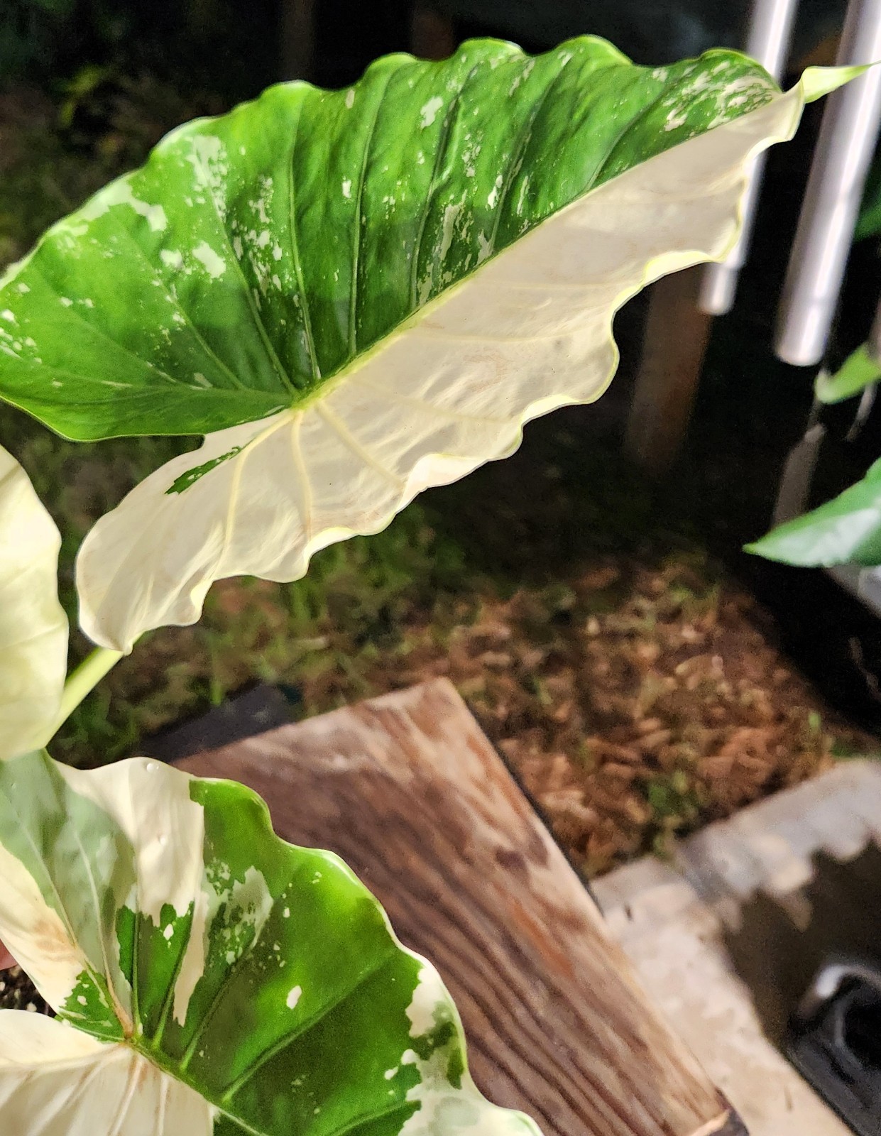 Alocasia gageana variegated plant in 6″ Pot 17″ – 22″ Tall 18″ – 19″ Wide