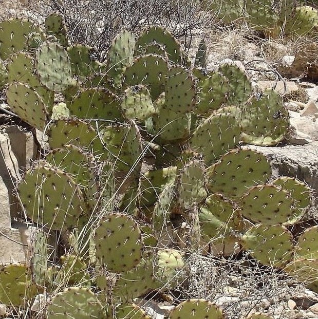 Prickly Pear Cactus ‘Grand Canyon’ (O. dulcis x) COLD HARDY