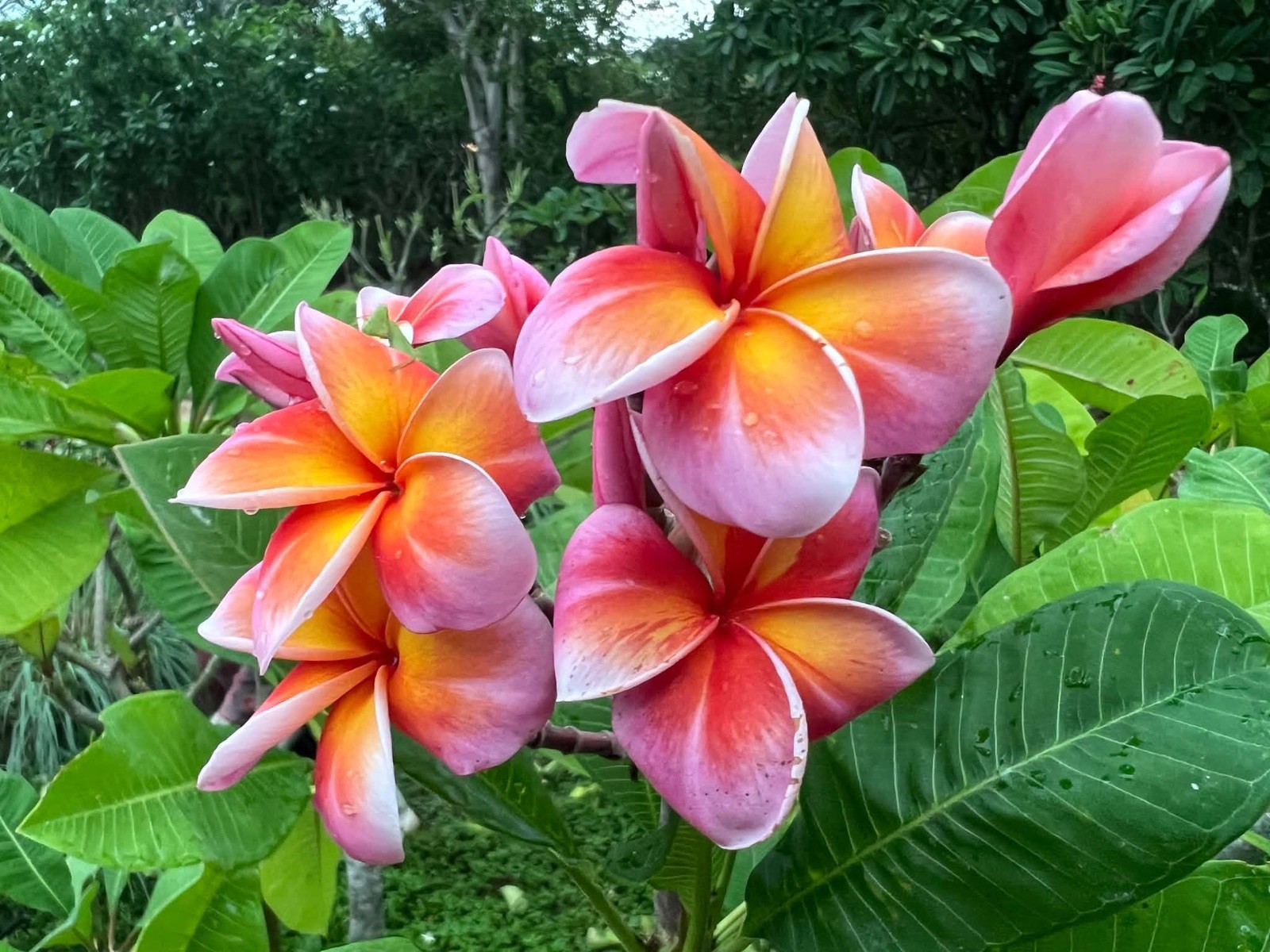 Mixed Thai Seeds bulk (Plumeria Kingdom)