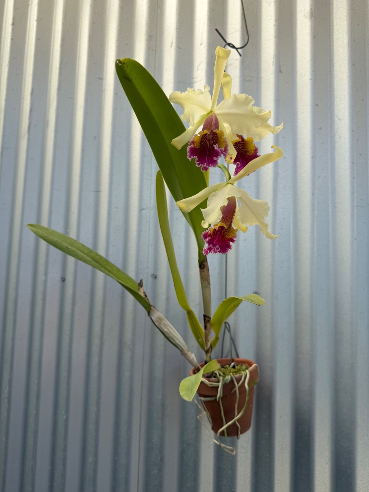 Cattleya TRIUMPHANS orchid plant IN BLOOM dowiana-rex #7